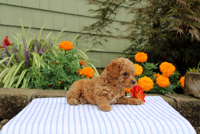puppy, for, sale, Mini Poodle, Matthew B. Stoltzfus, dog, breeder, Gap, PA, dog-breeder, puppy-for-sale, forsale, nearby, find, puppyfind, locator, puppylocator, aca